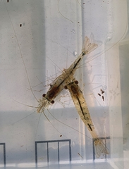 Paratya curvirostris