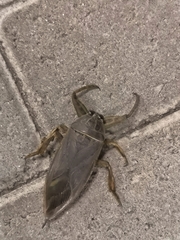 Lethocerus cordofanus