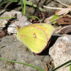Colias electo