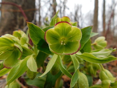 Helleborus foetidus