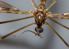 Austrolimnophila oculata