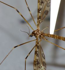 Austrolimnophila oculata