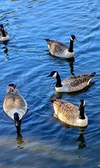 Branta canadensis