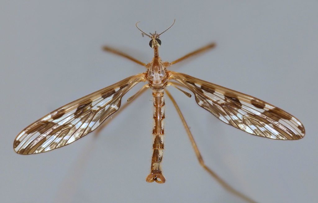 Primitive Crane Flies