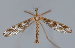 Mischoderus forcipatus