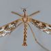 Primitive Crane Flies - Photo (c) Steve Kerr, some rights reserved (CC BY), uploaded by Steve Kerr