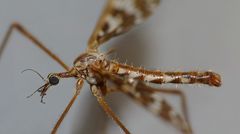 Mischoderus forcipatus