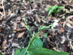 Urochloa foliosa
