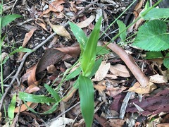 Urochloa foliosa