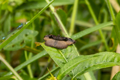 Zera hyacinthinus servius