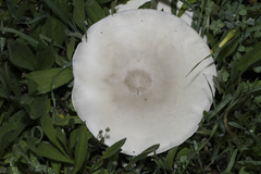 Melanoleuca brevipes