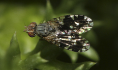 Spathulina sicula