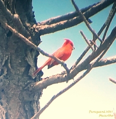 Cardinalis phoeniceus