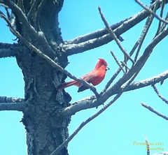 Cardinalis phoeniceus