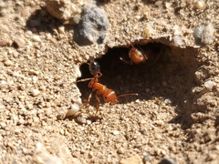 Pogonomyrmex californicus