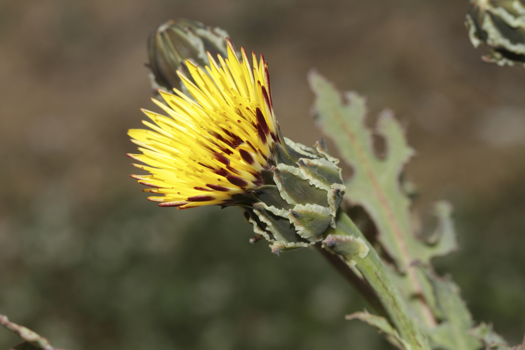 Lechuguilla dulce