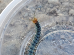 Scolopendra polymorpha