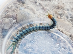 Scolopendra polymorpha