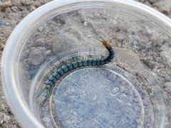 Scolopendra polymorpha