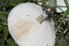 Melanoleuca brevipes