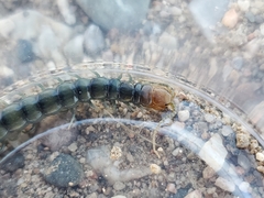 Scolopendra polymorpha