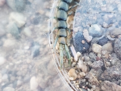 Scolopendra polymorpha