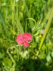 Lathyrus cicera