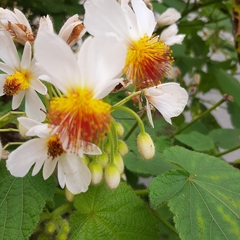 Sparrmannia africana
