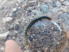 Scolopendra polymorpha