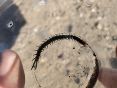 Scolopendra polymorpha