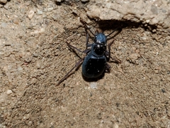 Coleoptera