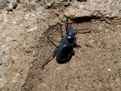 Coleoptera