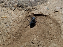Coleoptera