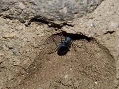 Coleoptera