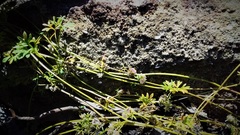 Actinotus gibbonsii