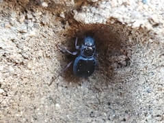 Coleoptera