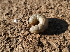 Noctuidae