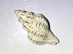 Urosalpinx cinerea image