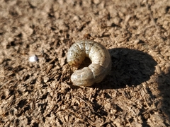 Noctuidae