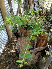 Metrosideros excelsa