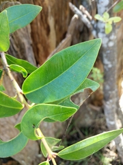 Metrosideros excelsa