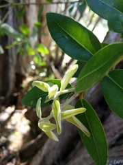 Metrosideros excelsa