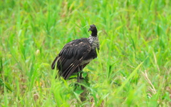 Anhima cornuta
