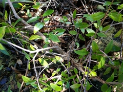 Metrosideros excelsa