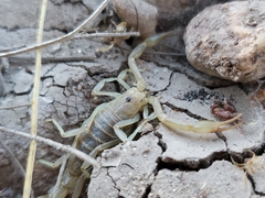 Paravaejovis confusus