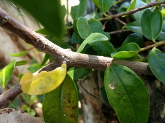 Metrosideros excelsa