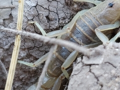 Paravaejovis confusus