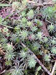 Petrosedum forsterianum