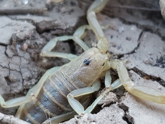 Paravaejovis confusus