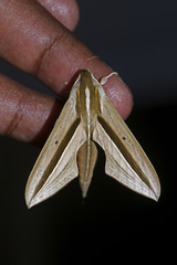 Theretra silhetensis